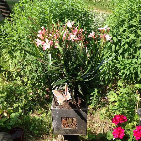 Haus Katzensteig Apartman *